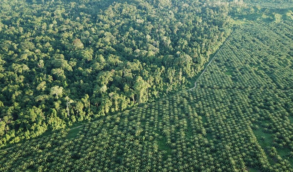 Batas hutan dan perkebunan sawit di Distrik Yaur, Kabupaten Nabire, April 2021. 