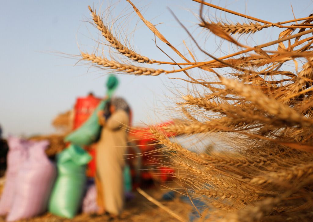 Seorang petani membawa kantong berisi gandum yang dipanen dari sebuah ladang di Provinsi Gharbia, Mesir, 14 Mei 2020. 