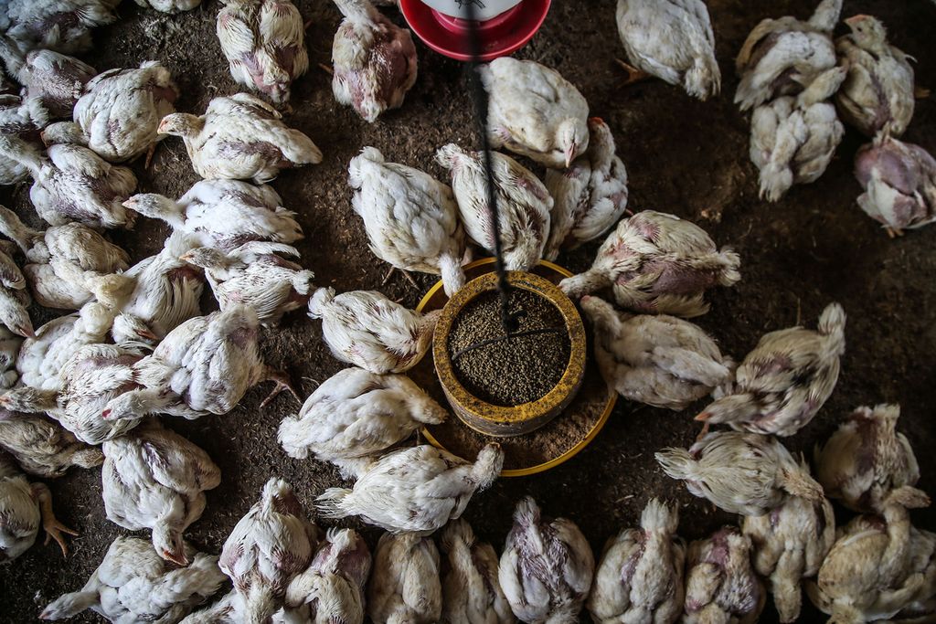 Ribuan ayam broiler di sebuah pengepul ayam broiler di Pegasinan, Gunung Sindur, Bogor, Jawa Barat, Selasa (22/9/2020). 