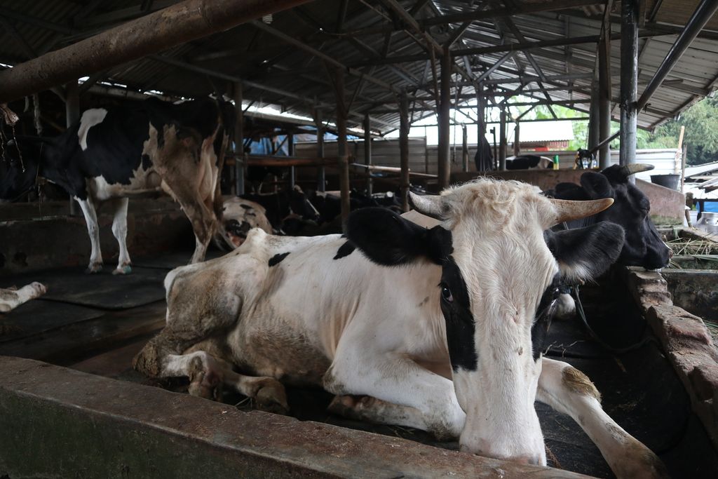 Suasana kandang sapi perah di Kelurahan Cipari, Kecamatan Cigugur, Kabupaten Kuningan, Jawa Barat, Rabu (15/6/2022). Hingga Selasa (14/6/2022), 1.667 sapi di Kuningan terpapar PMK. Dari jumlah itu, 47 ekor mati akibat PMK.