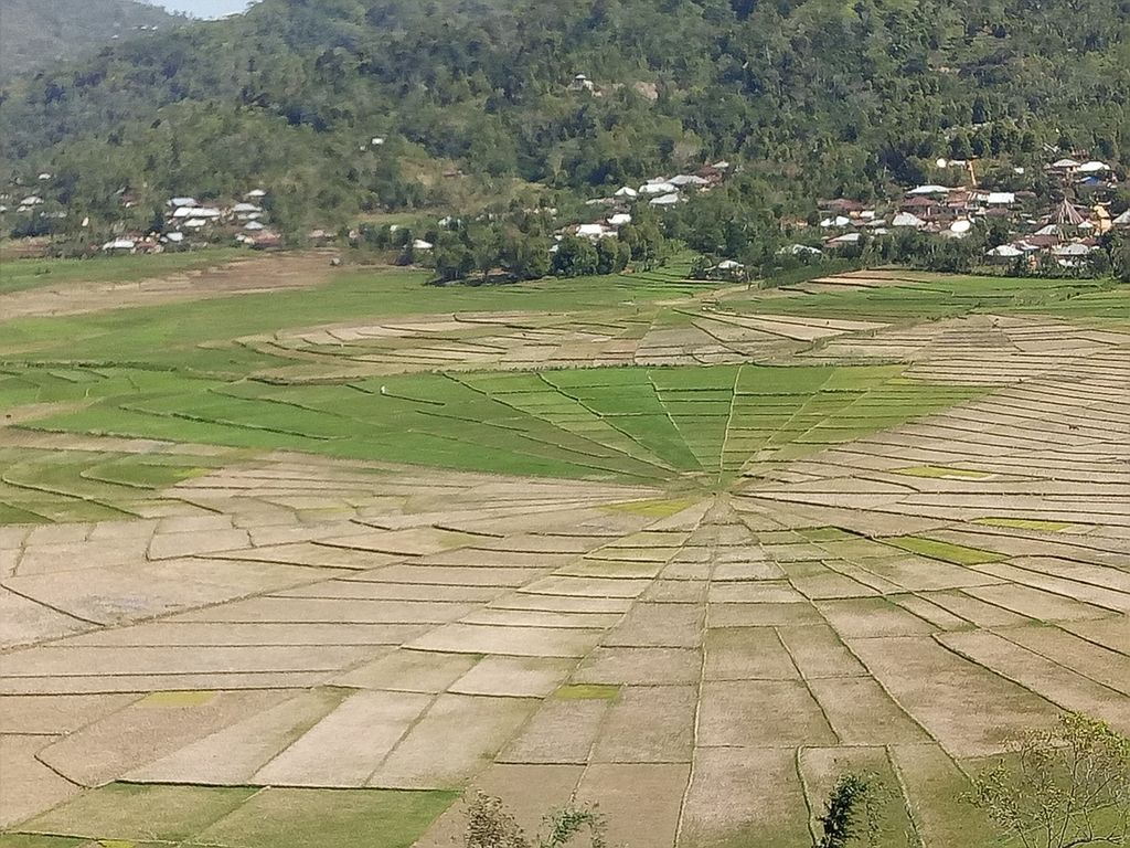 Sawah berbentuk jaring laba-laba di Desa Cancar, Kecamatan Cancar, Manggarai, Agustus 2018.