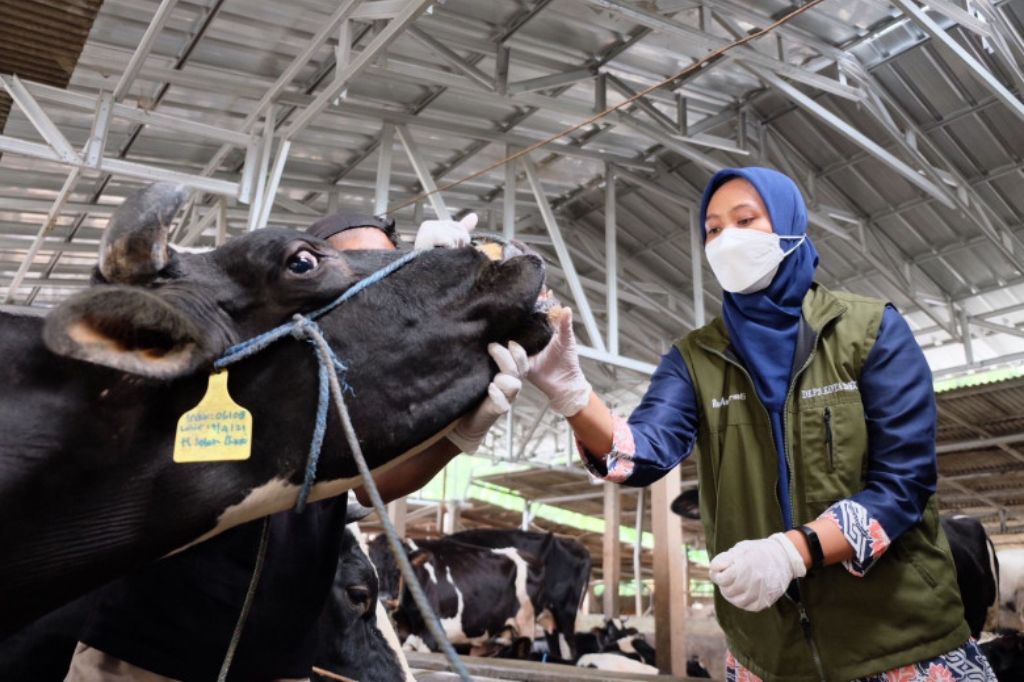 Petugas Ketahanan Pangan, Pertanian, dan Perikanan (DKP3) Kota Depok memeriksa kesehatan sapi di salah satu peternakan di Cimanggis, Kamis (12/5/2022).