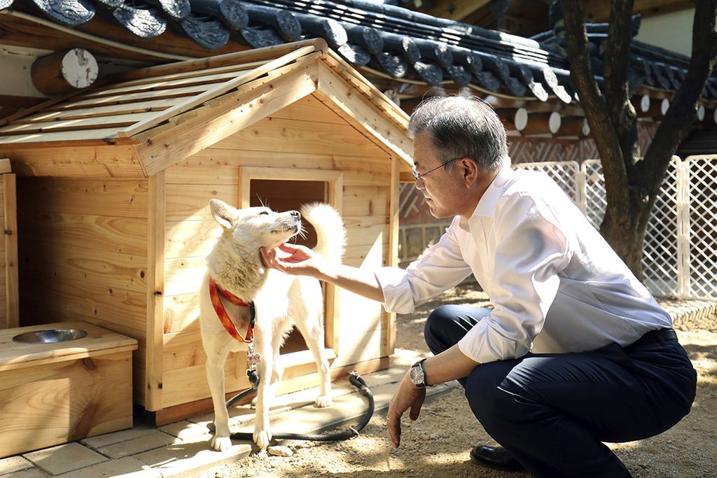 Foto yang diberikan pada Oktober 2018 oleh Gedung Biru Istana Kepresidenan Korea Selatan ini memperlihatkan Presiden Korsel Moon Jae-in menyentuh anjing pungsan putih dari Korea Utara bernama Gomi di Seoul, Korea Selatan. 