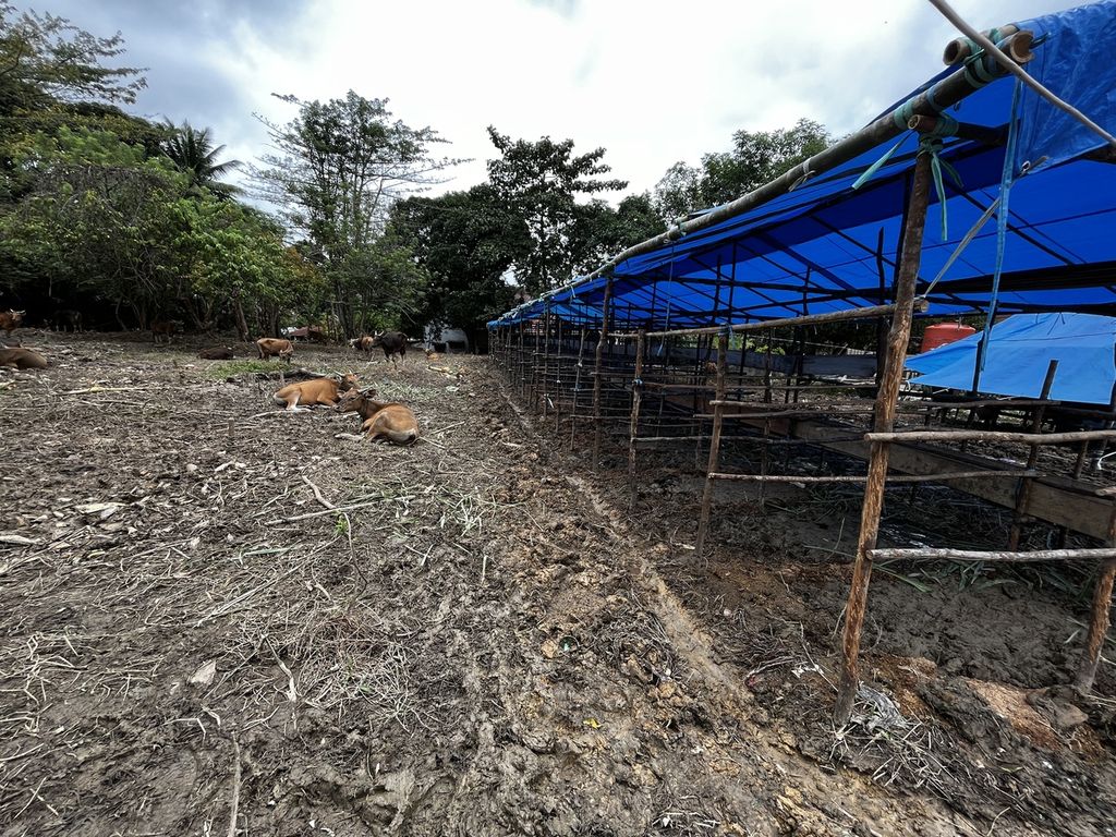 Puluhan sapi kurban digembalakan warga di Kendari, Sulawesi Tenggara, Sabtu (2/7/2022). Sapi ini didatangkan dari sejumlah daerah di wilayah Bumi Anoa. Akan tetapi, selama di Kendari belum dilakukan pemeriksaan oleh dinas terkait.