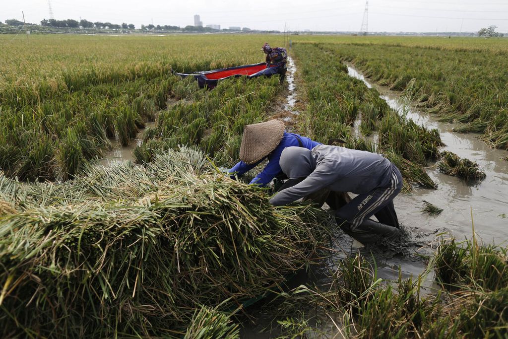 Buruh tani memanen padi di lahan sawah yang terendam banjir di kawasan Rorotan, Jakarta Utara, Rabu (4/1/2023). Agar tidak terendam, padi yang telah dipotong diletakkan di dalam terpal yang telah dibentuk menyerupai perahu.  