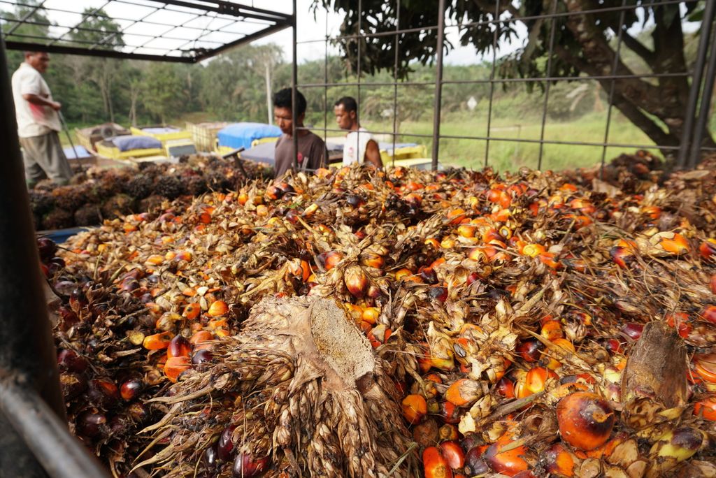 Pekerja memindahkan tandan buah segar (TBS) sawit ke truk besar untuk dibawa ke pabrik pengolahan, di Muaro Jambi, Jambi, 9 November 2022. Sawit merupakan komoditas ekspor andalan Indonesia.  