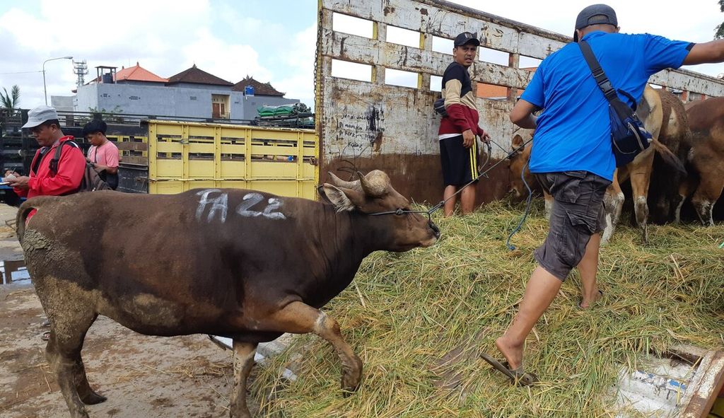 Transaksi sapi ataupun penerimaan dan pengiriman sapi di Pasar Hewan Beringkit, Mengwi, Kabupaten Badung, Bali, dihentikan untuk sementara mulai Selasa (5/7/2022) untuk menanggulangi penyebaran penyakit mulut dan kuku. 