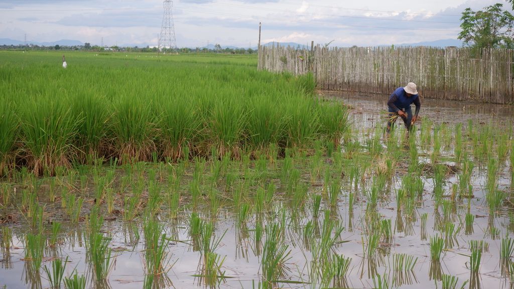 Mukrani (63), petani di Desa Malintang, Kecamatan Gambut, Kabupaten Banjar, Kalimantan Selatan, mengganti tanaman padi yang mati akibat terserang virus tungro di sawahnya, Selasa (10/5/2022). 