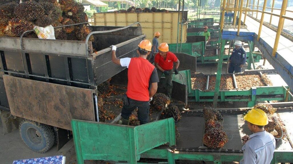Petugas pabrik di salah satu anak usaha Astra Agro Lestari di Kabupaten Merangin, Jambi, menyortir buah sawit yang dipasok petani, Sabtu (6/7/2019). Pasokan bahan baku ke pabrik terus menurun enam bulan terakhir seiring menjamurnya pabrik-pabrik sawit tanpa kebun.