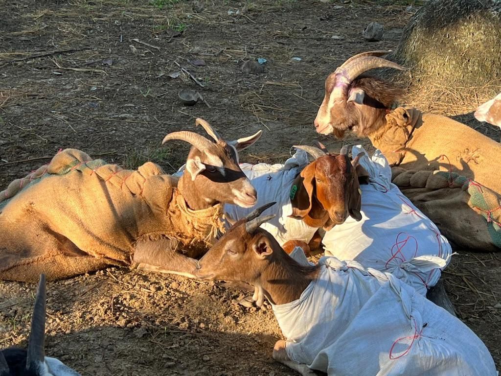 Dokumentasi kambing yang diduga asal Thailand dan ditangkap oleh Bea dan Cukai Langsa. Dari 22 ekor, dua di antaranya mati.