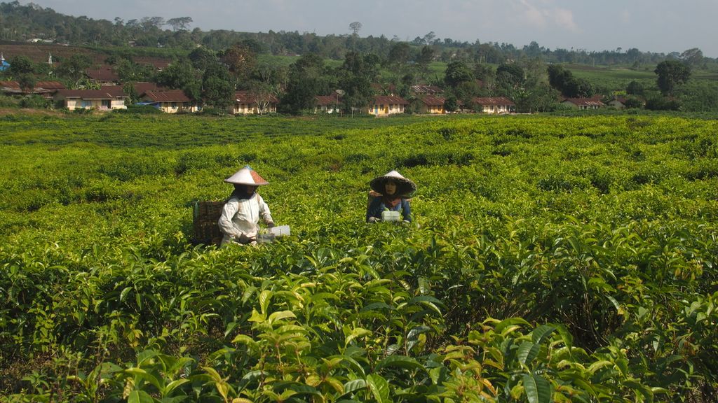 Pemetik teh di lahan perkebunan PTPN IV, Pematang Sidamanik, Kabupaten Simalungun, Sumatera Utara, pada Juli 2019.
