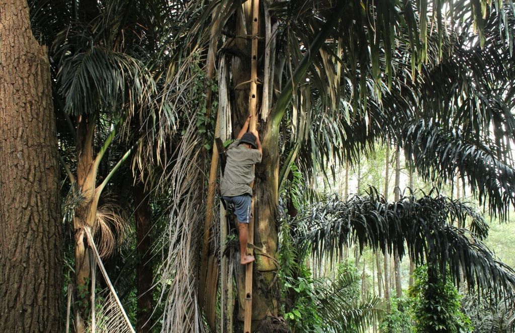 Abah Ido (76) memanjat pohon aren atau kawung untuk mengambil lahang, sari sadapan aren, di Kampung Buniwangi, Desa Mekarwangi, Lembang, Kabupaten Bandung Barat, Jawa Barat, Senin (1/3/2021). Sudah lebih dari 40 tahun ia menjalani pekerjaan itu.